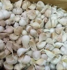 Bawang Putih Kating